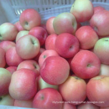 Fresh Gala Apple From Reliable Supplier